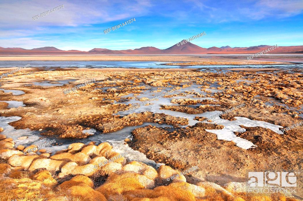 Bolivia, Laguna Red Lagoon, Shallow Salt Lake in the Southwest of the Altiplano of Bolivia, Stock Photo, Picture And Rights Managed Image. Pic. BEP-BEW1A41D74 | agefotostock
