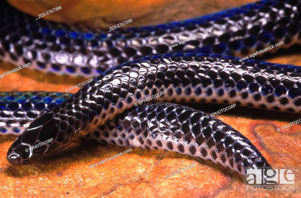 Stock Photo: Melanophidium punctatum PIED - BELLY SHIELDTAIL. DETAIL - HEAD & TAIL. VERY RARE. Non venomous. This rare, endemic, fossorial snake is know from a few.