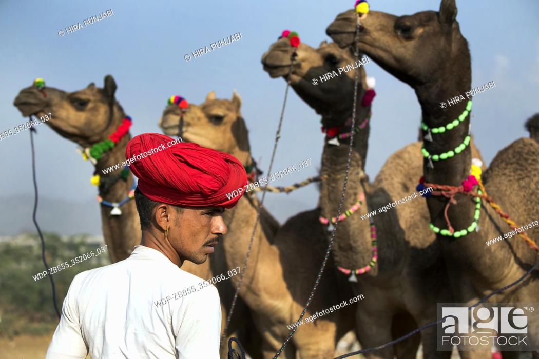 Rajasthani man portrait at Pushkar animal Fair, Ajmer, Rajasthan, India,  asia, Stock Photo, Picture And Rights Managed Image. Pic.  WDP-ZB855_352066_037 | agefotostock