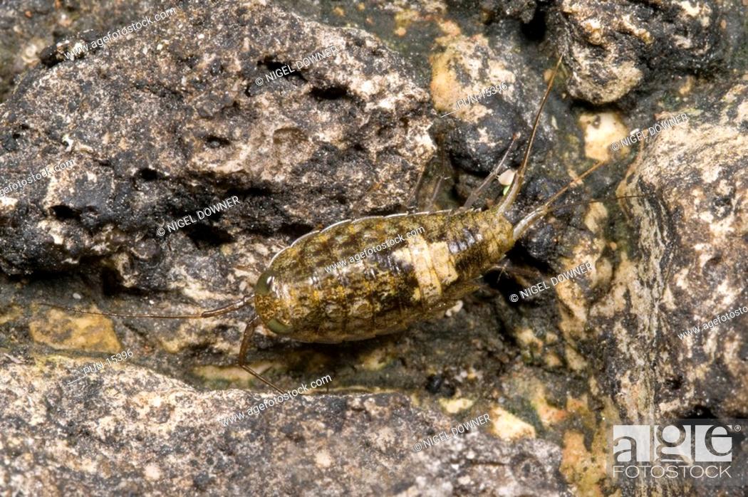 Stock Photo: Close-up of a common sea slater or sea roach Ligia oceanica scuttling over stones on a rocky shore at a coastal habitat in Rovinj, Croatia.