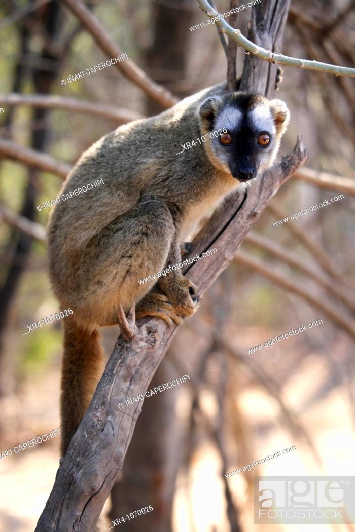 Stock Photo: Red-fronted brown Lemur (Eulemur fulvus rufus), Kirindy Forest, Morondava, Toliara, Madagascar.