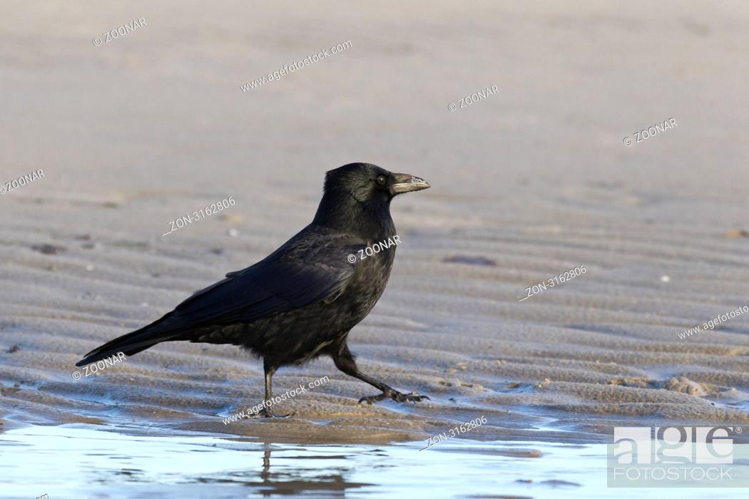 Stock Photo: Kolkrabe Corvus corax - Common Raven Corvus corax.