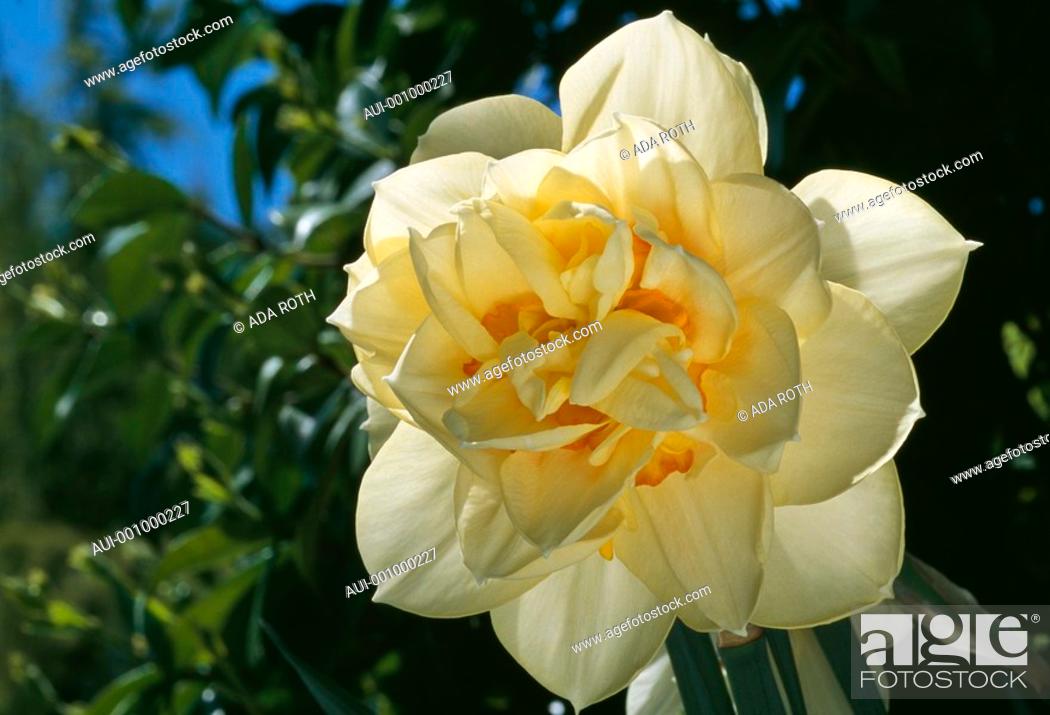 Photo de stock: Narcissus - pale yellow and golden amber - well displayed ruffles - playing the film star in the sun light.