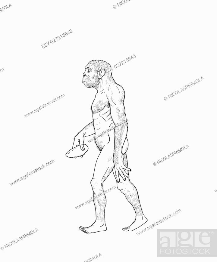  Human Evolution Digital Illustration, Homo Erectus, Australopithecus, Homo Habilis, Neanderthal, Stock Photo, Image Low Budget Royalty Free Pic.  ESY