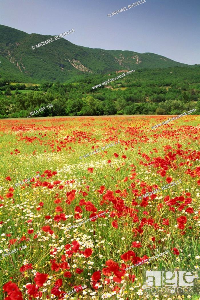Stock Photo: Wild flowers including poppies in a field near Apt in the Luberon mountains, Vaucluse, Provence, France, Europe.