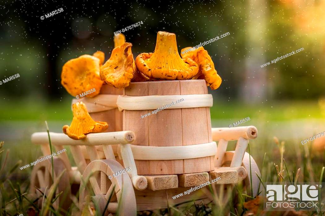 Stock Photo: A wooden cart with fresh mushrooms in the forest, closeup. Raw wild mushrooms chanterelles. Vegetarian food. Selective focus.