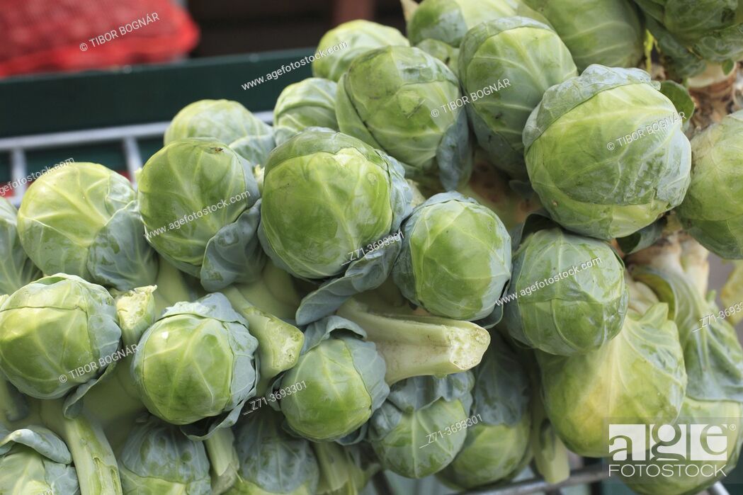 Photo de stock: Brussels sprouts, food, vegetable, autumn, .