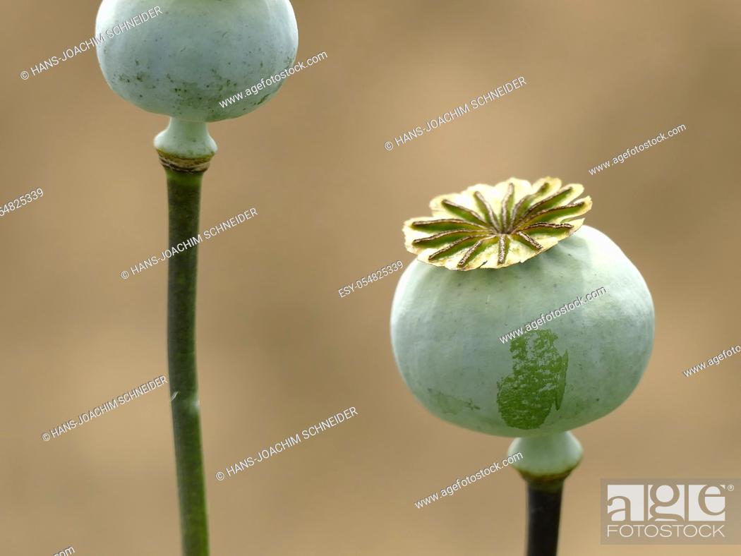 Stock Photo: Opium poppy with capsule.