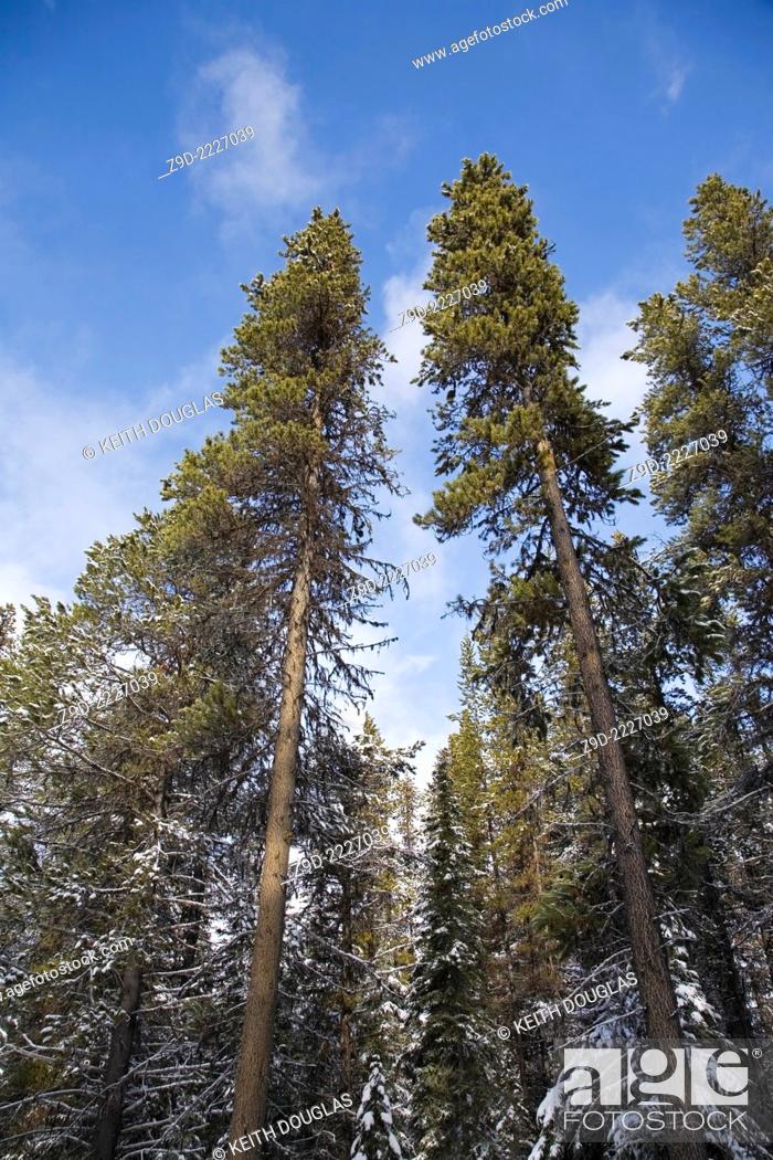 Imagen: Lodgepole Pine trees, Hudson Bay mountain area, Smithers, British Columbia.
