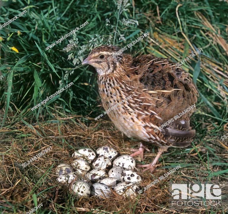 Ladder Envision Reduction Common Quail (Coturnix coturnix). Female next to nest with eggs. Germany,  Stock Photo, Picture And Rights Managed Image. Pic. SSJ-H-81067691 |  agefotostock