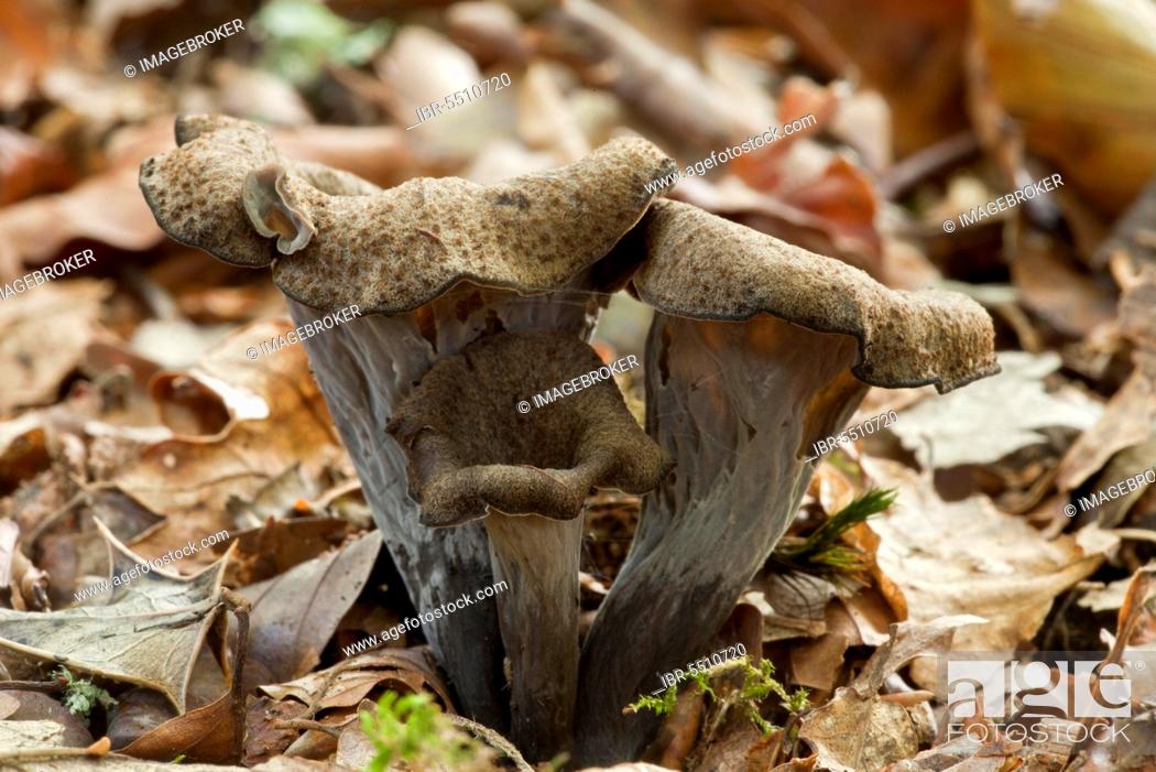 Stock Photo: Horn of Plenty (Craterellus cornucopioides) fruiting bodies, growing amongst leaf litter in woodland, New Forest, Hampshire, England, United Kingdom, Europe.