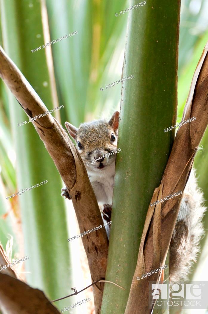 Stock Photo: Eastern Gray Squirrel (Sciurus carolinensis) in Cabbage Palm, Myakka River State Park, Florida, USA.
