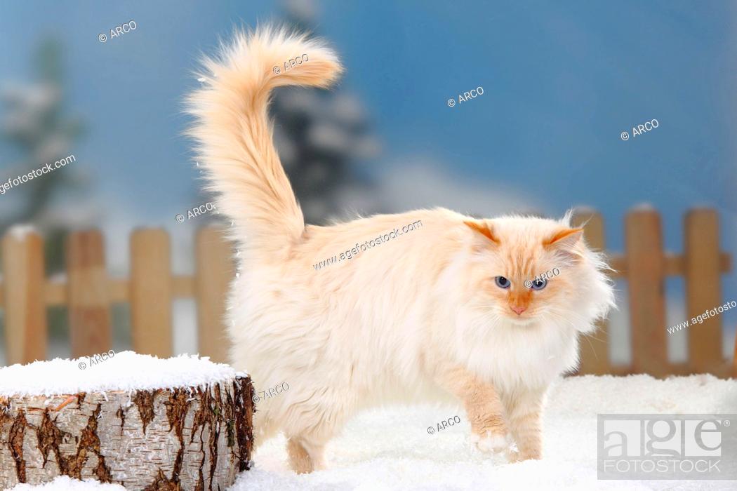 Neva Masquarade Tomcat Red Tabby Point White Siberian Forest Cat Siberian Cat Siberia Neva Stock Photo Picture And Rights Managed Image Pic Rdc Ad 240858 Agefotostock