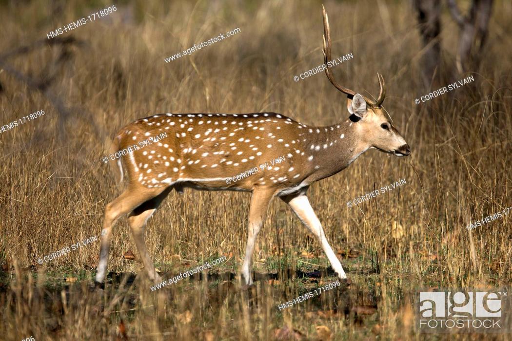 India, Madhya Pradesh state, Bandhavgarh National Park, Spotted deer or  axis deer, Stock Photo, Picture And Rights Managed Image. Pic.  HMS-HEMIS-1718096 | agefotostock
