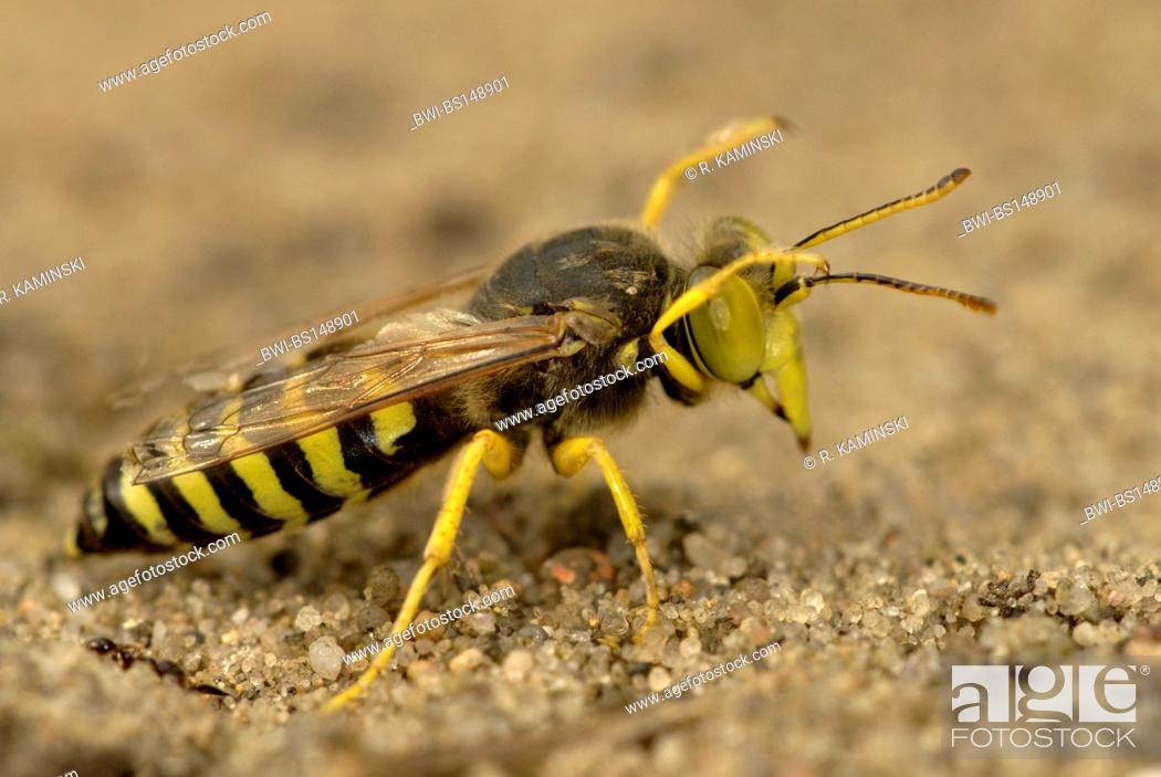 Stock Photo: rostrate bembix wasp (Bembix rostrata, Epibembix rostrata), grooming, Germany, Brandenburg.