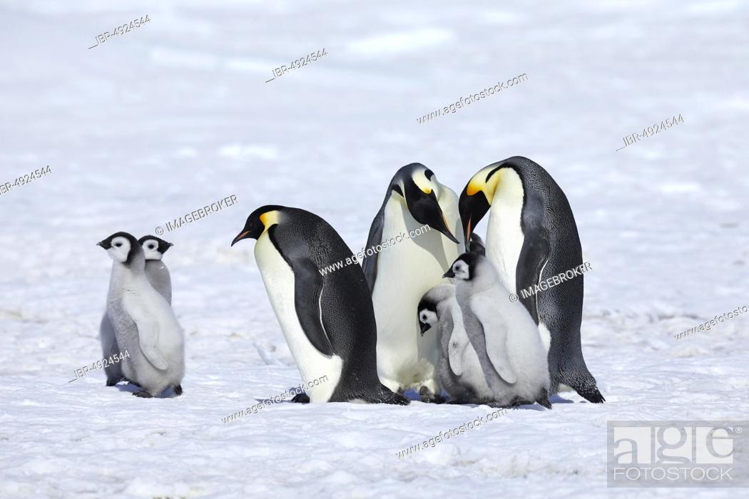 Emperor penguins (Aptenodytes forsteri), Old animals with chicks in the  ice, Snow Hill Island, Stock Photo, Picture And Rights Managed Image. Pic.  IBR-4924544 | agefotostock
