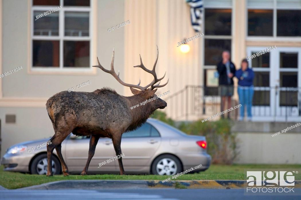 Stock Photo: wapiti, elk (Cervus elaphus canadensis, Cervus canadensis), rutting bull elk walking over the street in town, USA, Wyoming, Yellowstone National Park.