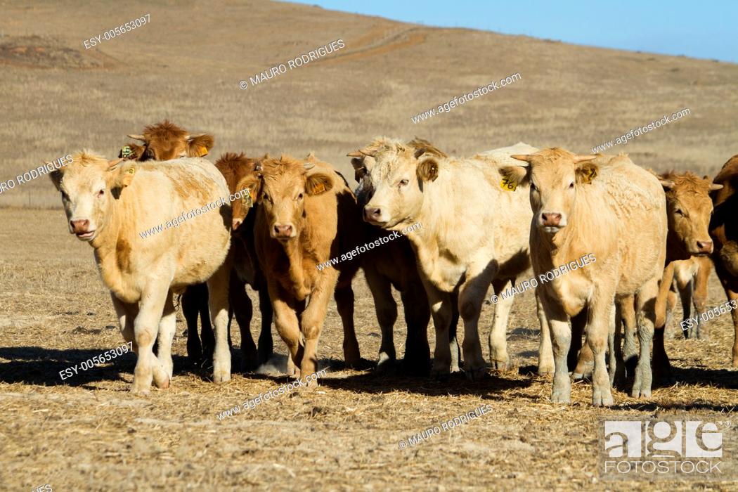 Stock Photo: View of some brown cows on a Alentejo landscape.