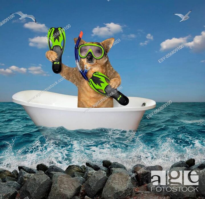 Stock Photo: The dog diver with a mask, a snorkel and flippers is drifting in a bathtub along the sea shore.