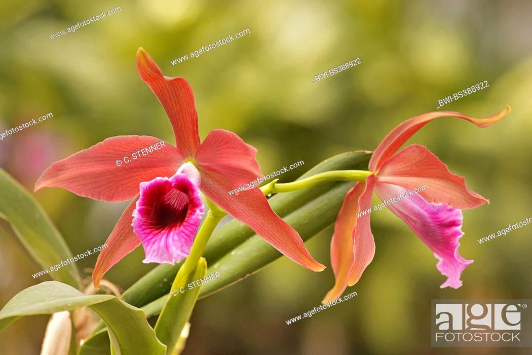 Stock Photo: Cattleya orchid (Cattleya tenebrosa Kupferkoenig, Cattleya tenebrosa 'Kupferkoenig'), flowers of cultvar Kupferkoenig.