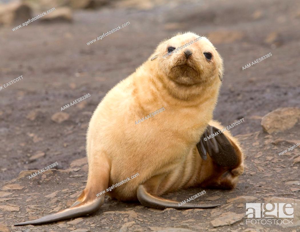 Blonde Antarctic fur seal (Arctocephalus gazella) pup (legally protected  species) scratching with..., Stock Photo, Picture And Rights Managed Image.  Pic. AAM-AAES83385 | agefotostock