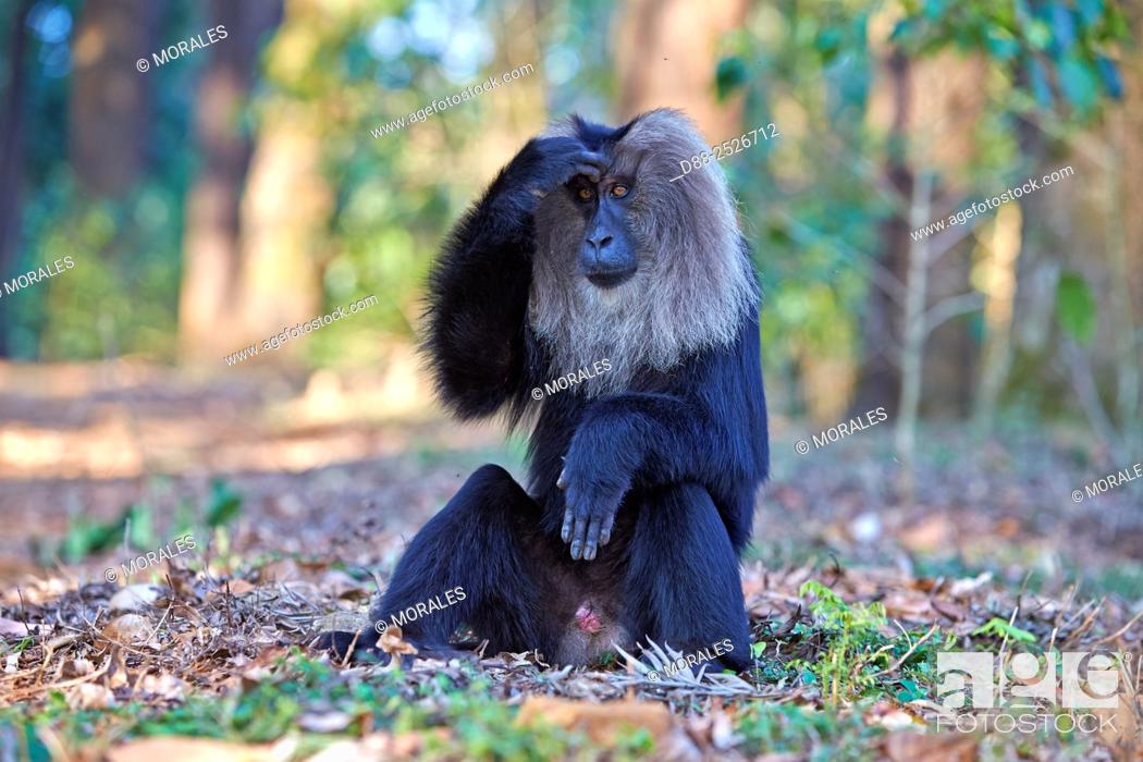 Stock Photo: Asia, India, Tamil Nadu, Anaimalai Mountain Range Nilgiri hills, Lion-tailed macaque Macaca silenus, or the Wanderoo, The lion-tailed macaque ranks among the.