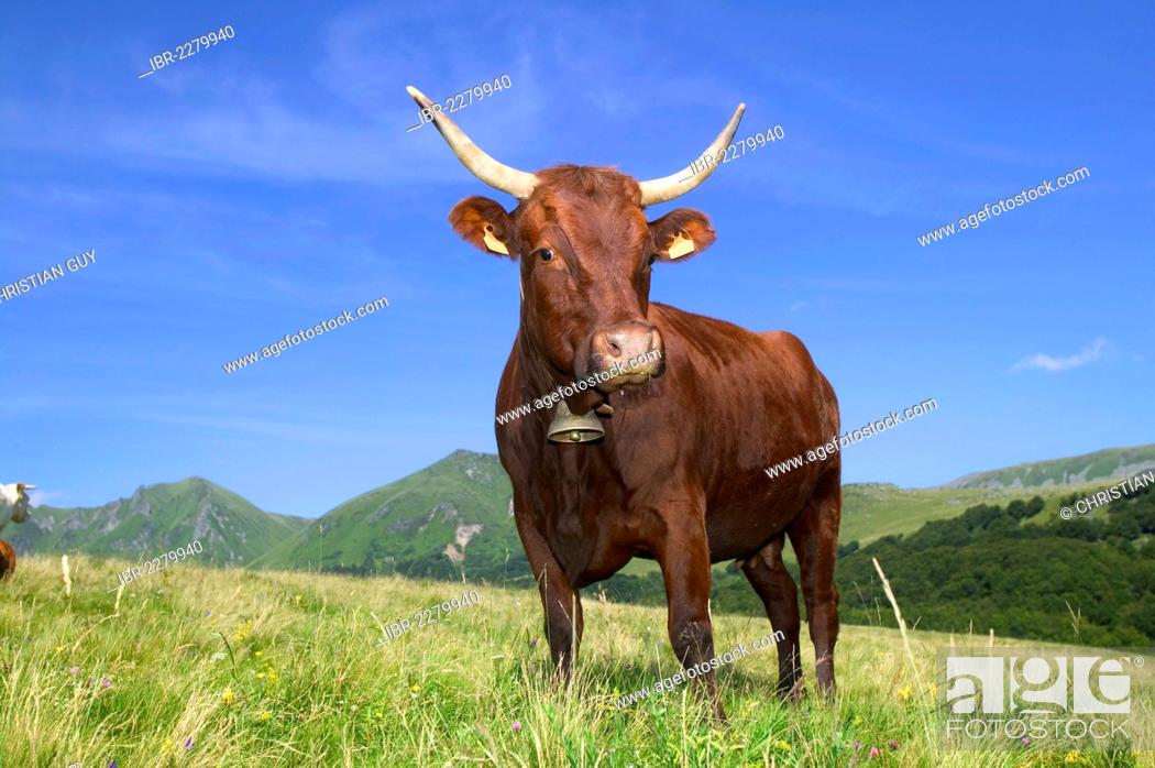 Stock Photo: Salers cow, Sancy mountains, Parc Naturel Regional des Volcans d'Auvergne, Auvergne Volcanoes Natural Regional Park, Puy de Dome, France, Europe.