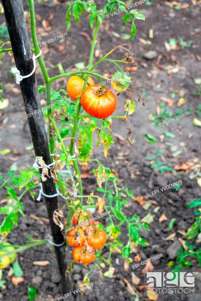 Stock Photo: bush with red tomatoes on pole in vegetable garden after rain.