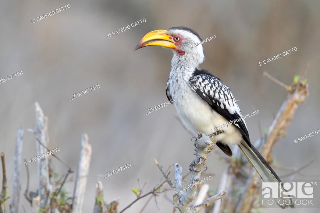 Stock Photo: Southern Yellow-billed Hornbill (Lamprotornis leucomelas), side view of an adult perched on a branch, Mpumalanga, South Africa.