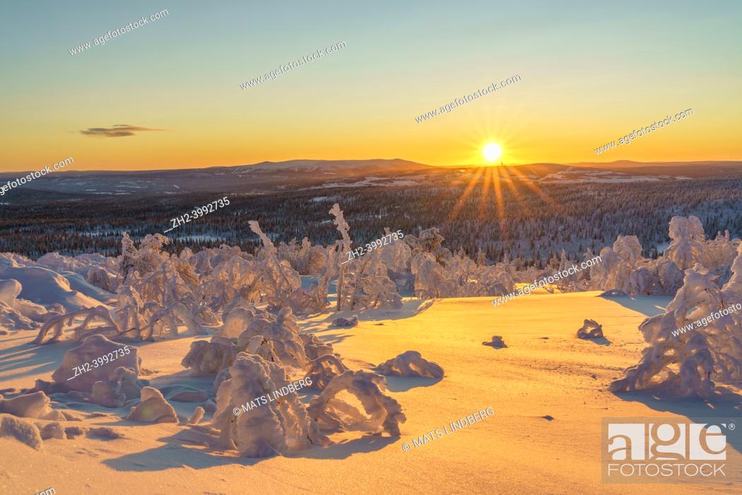Stock Photo: Winter landscape at sundown with snowy trees, colorull sky and direct light, Gällivare county, Swedish Lapland, Sweden.