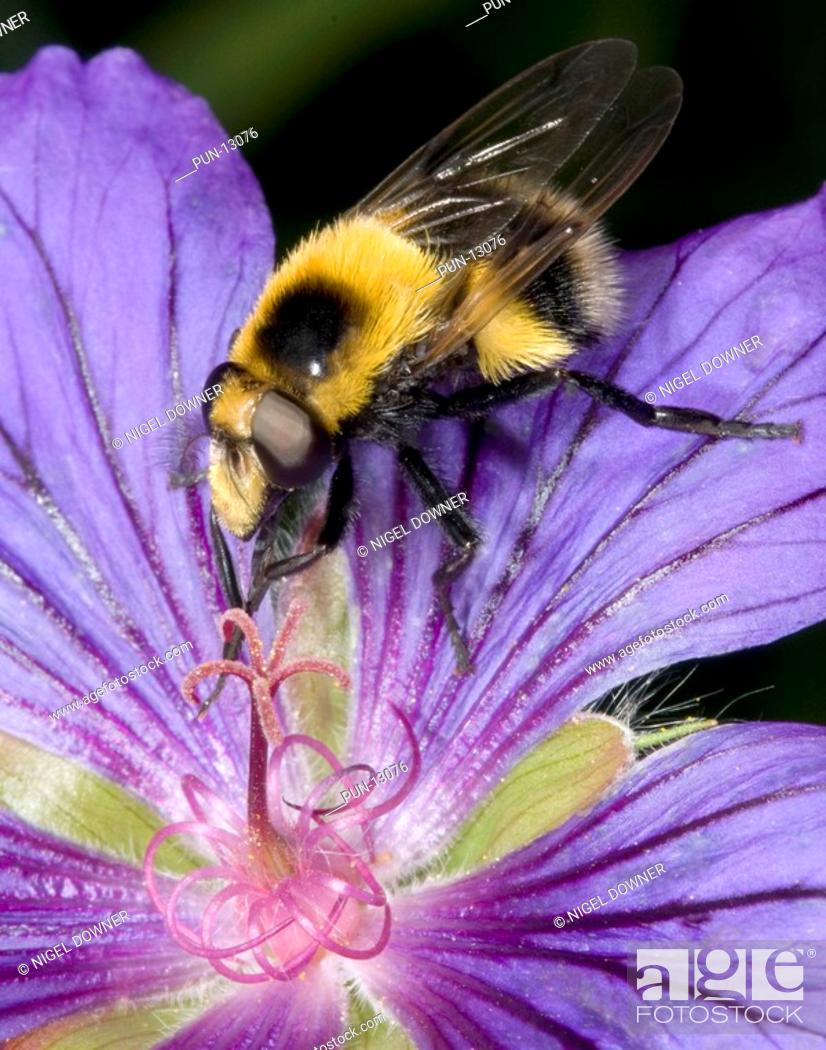 Stock Photo: Close up of a male bumble bee mimic Volucella bombylans var plumosa feeding on a mauve geranium flower in a Norfolk garden.