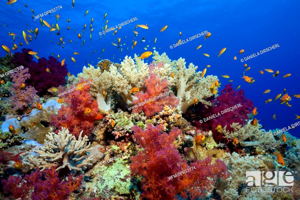 Stock Photo: Soft Coral Reef, Dendronephthya sp., St. Johns Reef, Red Sea, Egypt.
