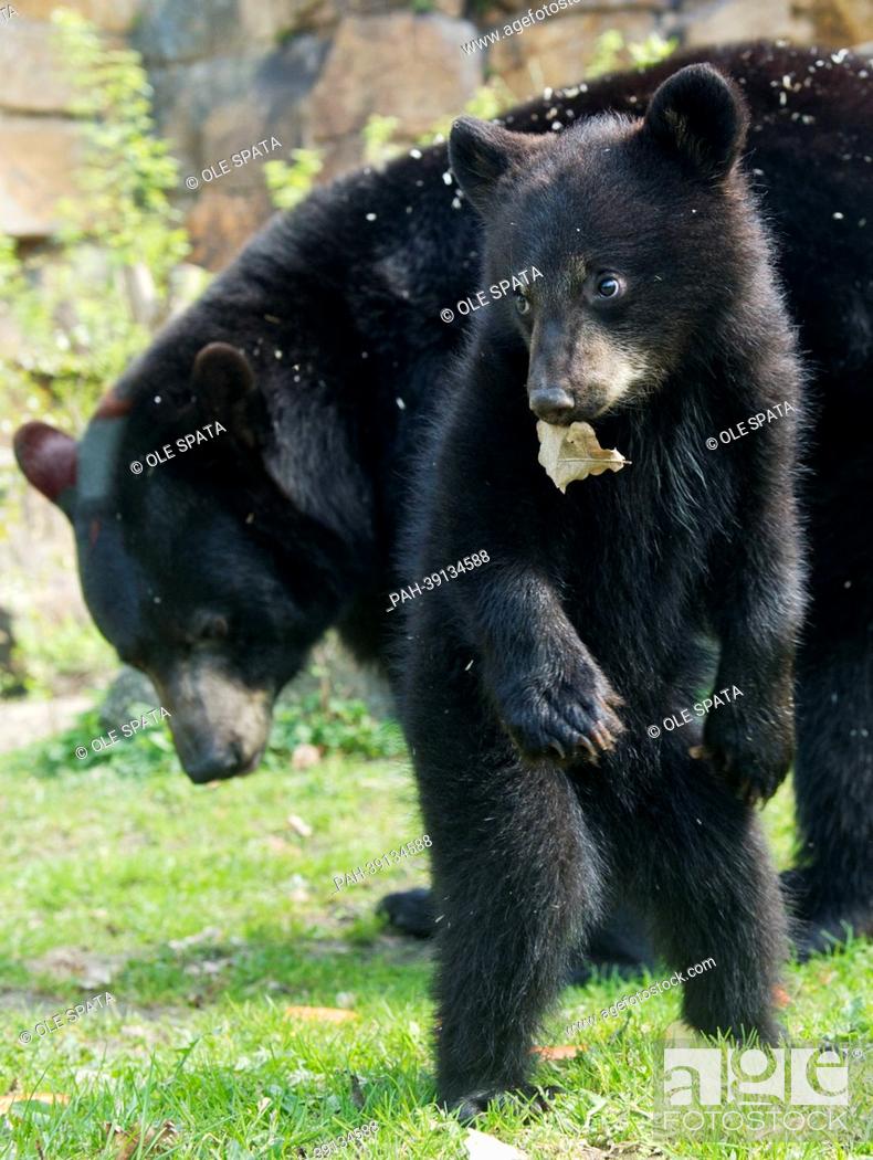 Stock Photo: One of the black bear brothers 'Koda' and 'Kenai' stands with its mother in the bear enclosure at Tierpark in Berlin, Germany, 30 April 2013.