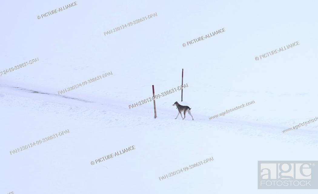 Imagen: 24 January 2023, Bavaria, Pfronten: A dog runs on a path through the snow-covered landscape. Photo: Karl-Josef Hildenbrand/dpa.