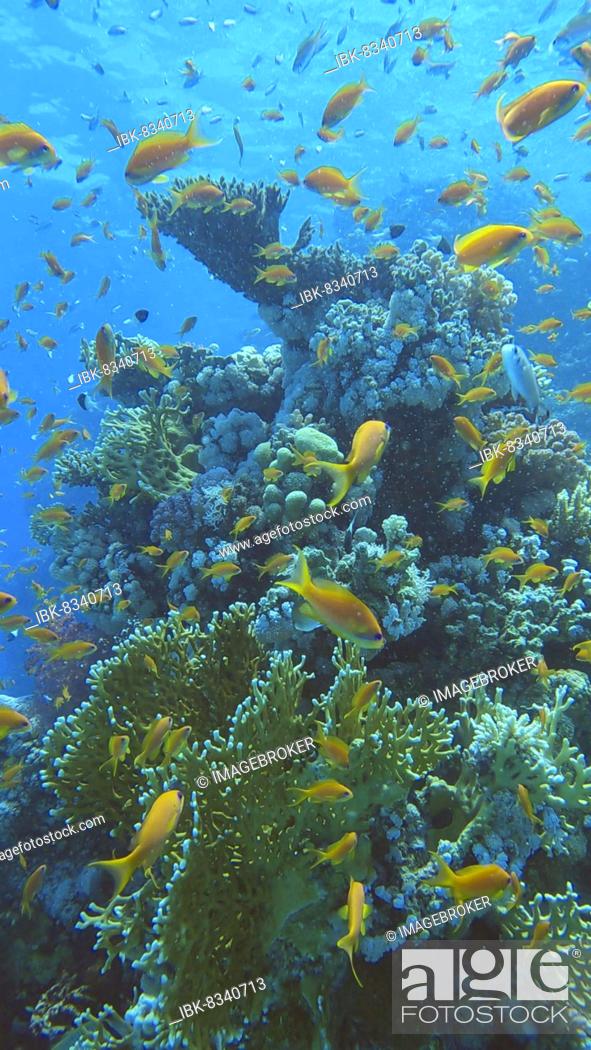 Photo de stock: Colorful tropical fish swims on coral reef on blue water background. Underwater life in the ocean. Arabian Chromis (Chromis flavaxilla) and Lyretail Anthias.