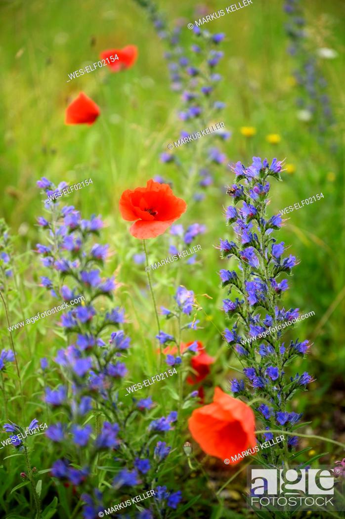 Stock Photo: Poppies (Papaver rhoeas) and vipers buglosses (Echium vulgare) blooming in meadow.