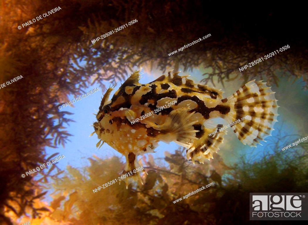Stock Photo: Sargassumfish, Sargassum fish; Histrio histrio. On floating Sargassum weed. Composite image. Portugal.