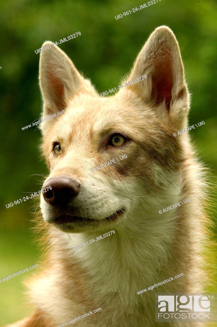 Saarloos Wolfhound Canis Familiaris Portrait This Breed Was Developed From 1921 By Dutch Breeder Stock Photo Picture And Rights Managed Image Pic Uig 961 24 Jml03279 Agefotostock