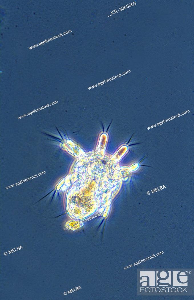 Stock Photo: Nauplius larve. Copepod crustacean. Invertebrate. Optic microscopy.