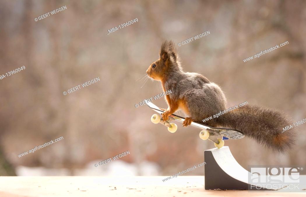 Stock Photo: red squirrel jumping on a Skateboard in the air.