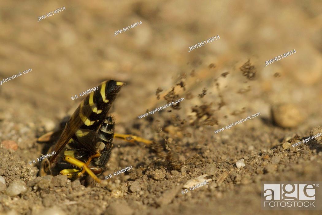 Stock Photo: rostrate bembix wasp (Bembix rostrata, Epibembix rostrata), with prey at its den, Germany, Brandenburg.