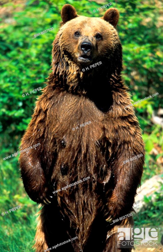 brown bear (Ursus arctos), single animal, standing up, Stock Photo, Picture  And Rights Managed Image. Pic. BWI-B037530 | agefotostock