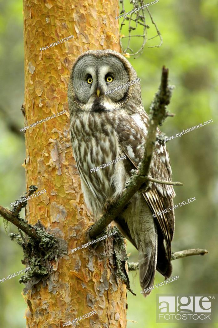 Photo de stock: Great Grey Owl Strix nebulosa - Finland, Scandinavia, Europe.