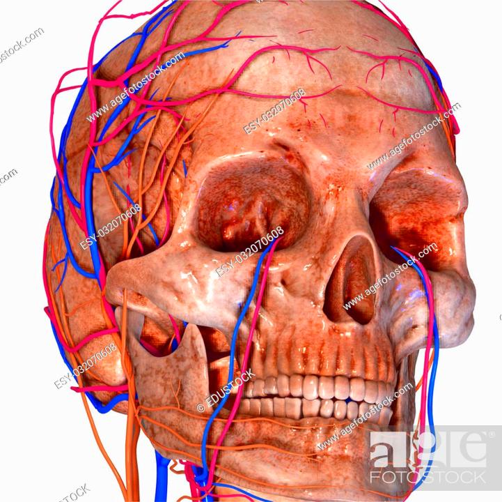 Stock Photo: The skull is a bony structure that forms the head of the skeleton in most vertebrates. It supports the structures of the face and provides a protective cavity.