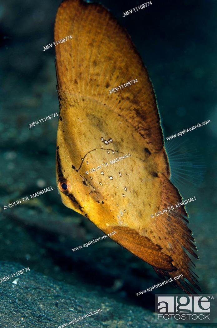 Stock Photo: Golden Spadefish juvenile Joleha dive site, Lembeh Straits, Sulawesi, Indonesia.
