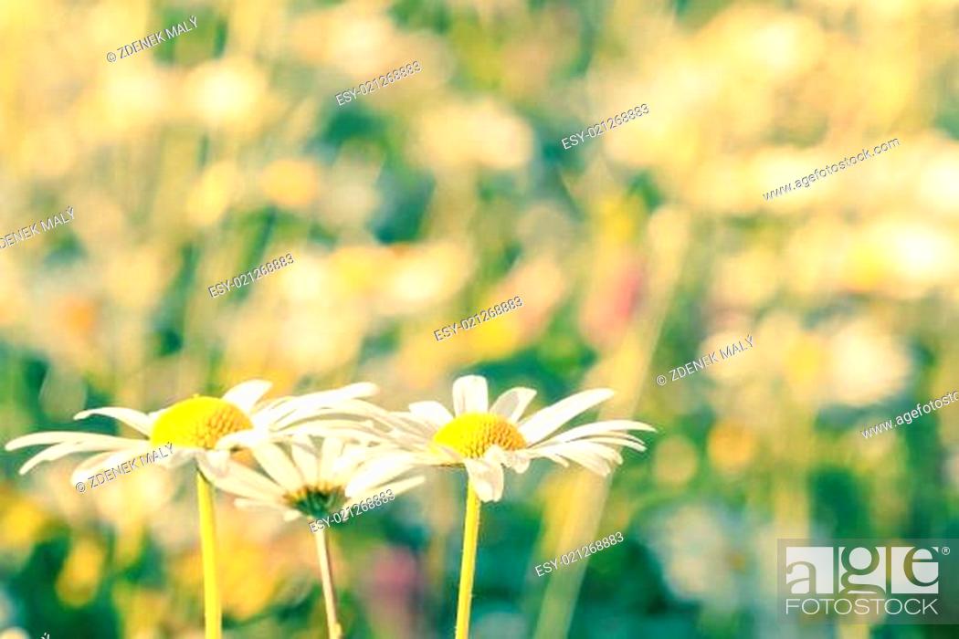 Stock Photo: daisy flowering pastel colors.