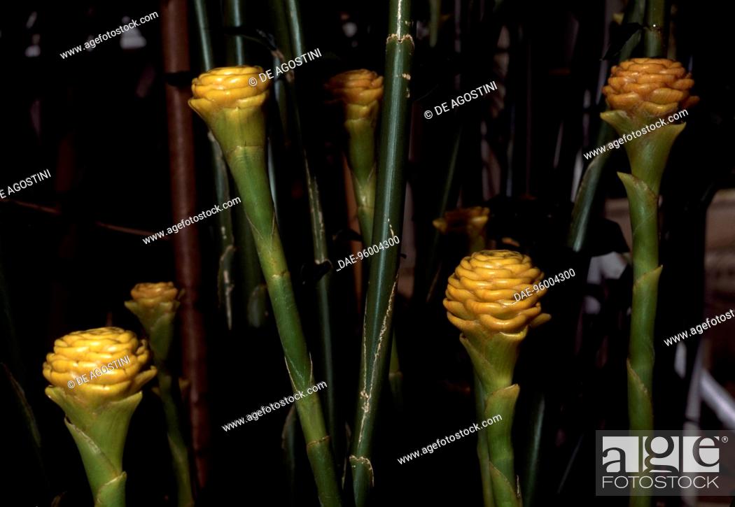 Photo de stock: Beehive ginger inflorescences (Zingiber spectabile), Zingiberaceae.