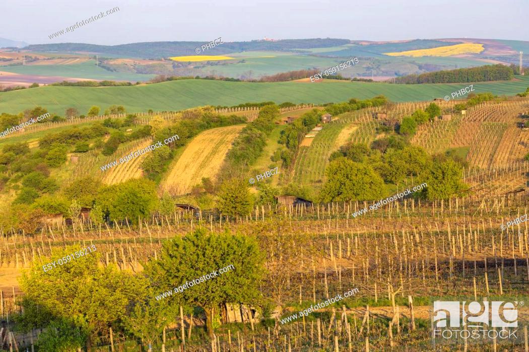 Stock Photo: Spring vineyard near Mutenice, Southern Moravia, Czech Republic.