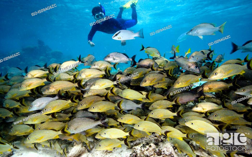 Stock Photo: Snorkeler and schooling fish.