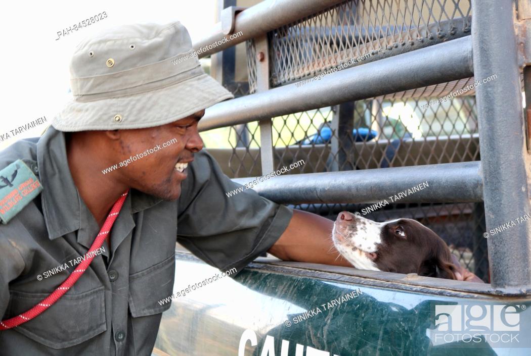 Stock Photo: Ranger Makhubele pets a trained dog at the Southern African Wildlife College in Hoedspruit, South Africa, 01 October 2016.